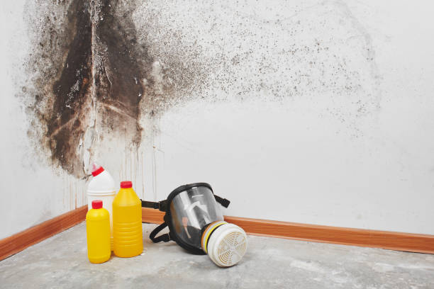 Professional Mold Removal in West University Place, TX