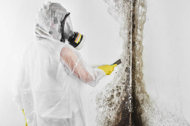 Best Crawl Space Mold Removal  in West University Place, TX