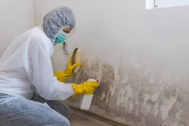 Best Mold Remediation  in West University Place, TX