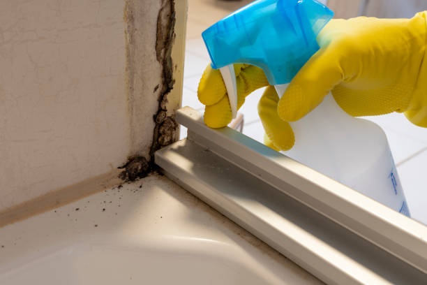 Certified Mold Removal in West University Place, TX