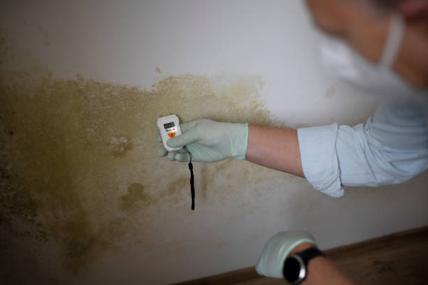 Best Best Mold Removal Companies  in West University Place, TX