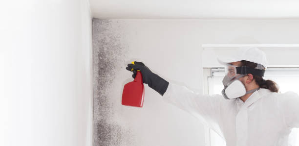Best Commercial Mold Removal  in West University Place, TX