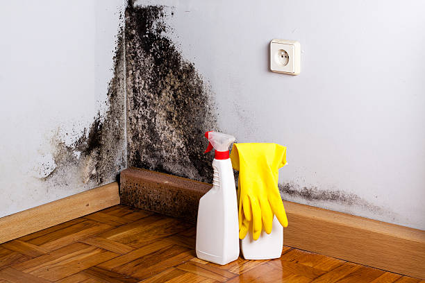 Mold Removal Process in West University Place, TX