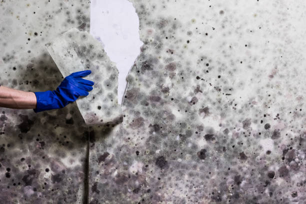 Best Toxic Mold Removal  in West University Place, TX