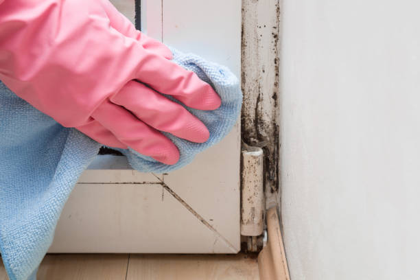 Best Mold Cleaning Services  in West University Place, TX
